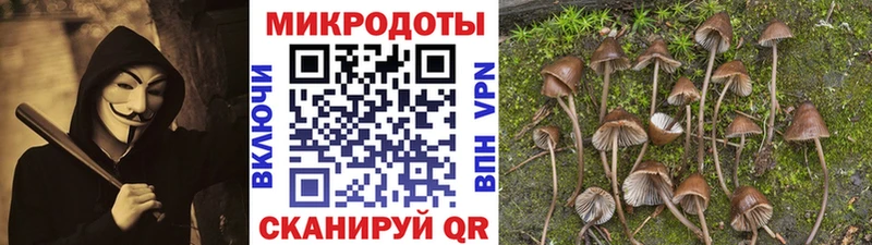 Галлюциногенные грибы Psilocybine cubensis  Лебедянь 